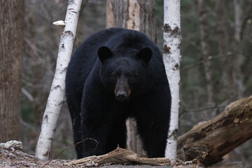 Wall Mural - black bear stare down