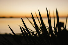 Palm Leaf By A Lake At Sunset