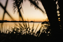 Lake At Sunset With Palm Tree