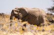 Lonely elephant walking in Etosha National Park, Namibia, Africa