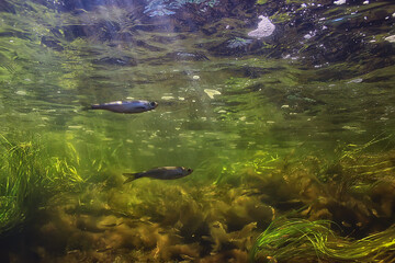 Wall Mural - flock of small fish underwater, freshwater bleak fish anchovy seascape