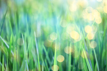 sun green glare ray , abstract background spring, lens flare