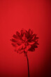 © Irina Bo/Stocksy - Flower on red background