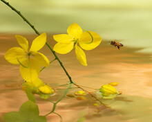 Bee Approaching Yellow Flower