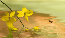 Bee Flying Low Towards Yellow Flowers
