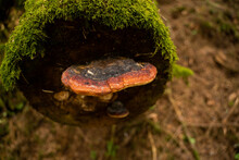 Tree Fungi