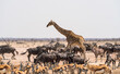 © Elena Saurius & Dani Rex/Stocksy - Animals in a waterhole in Etosha National Park, Namibia, Africa