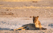 Lioness looking for prey in Etosha National Park, Namibia, Africa.