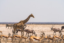 Animals In A Waterhole In Etosha National Park, Namibia, Africa