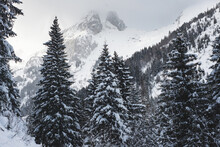 Scenic view of snowy forest and Les Jumelles peak 
