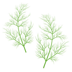 Wall Mural - Illustration of a sprig of green dill isolated on a white background, macro. For printing and website design, vector icon.
