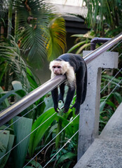 White faced capuchin monkey laying on a railing in Costa Rica.