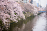 Fototapeta Pomosty - 目黒川の桜　雨の日