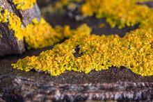 Common Orange Lichen On Rocky Intertidal Zone In Maine