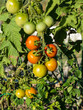© Laura San Segundo/Stocksy - Tomato plant on a Mediterranean vegetables patch
