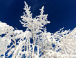 © Todd Korol/Stocksy - Hoar frost on the prairies.