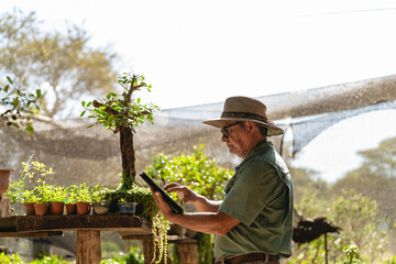 Gardener working in his nursery. 