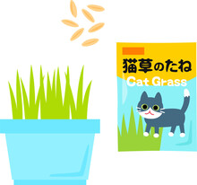 猫草の種と植木鉢で育てた猫草