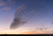 © Tim Booth/Stocksy - A Murmuration of Starlings