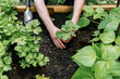 © Serena Burroughs/Stocksy - Millennial man in vegetable garden in backyard