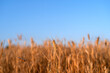 © Albert Martinez/Stocksy - Wheat Field In Summer