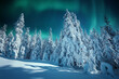 Amazing winter landscape. Wonderland in winter. Spectacular aurora borealis (northern lights) over forest through winter frosty pine trees in night scenery. Creative image. winter holiday concept.