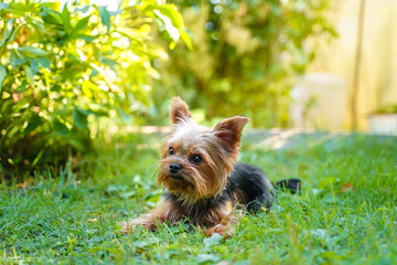 Wall Mural - A dog of the Yorkshire Terrier breed on the green grass