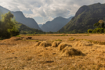 Wall Mural - Rice stubble field near Muang Ngoi Neua village, Laos.