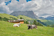 Cows in the Dolomites