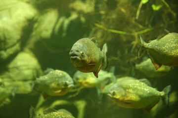 Wall Mural - Fish under water. Fish in the aquarium. Piranha fish. Вlur.