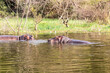© Matyas Rehak - Hippopotamus (Hippopotamus amphibius) swimming in Awassa lake, Ethiopia