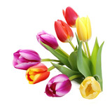 Fototapeta Tulipany - colour tulips isolated on white