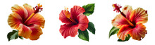 Set Of Hibiscus Flowers Isolated On A Transparent Background.