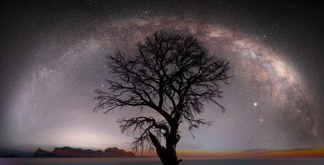 Poster - Lone dead tree with amazing Mily Way at sunset