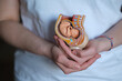 nurturing doula holds a replica of an embryo in the womb, showcasing her dedication to assisting mothers through childbirth. A caring doula gently holds a model of an embryo within the womb