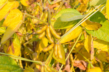 Wall Mural - Unripe soybean pods on stems on field in sunny weather