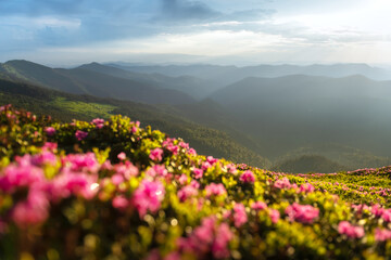 Wall Mural - Magic pink rhododendron flowers blooming on green summer meadow. Incredible spring morning in Carpathisn mountains with amazing pink rhododendron flowers. Landscape photography