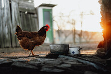 Free Range Brown Chicken On Village Yard During Sunset. Rural Life