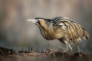 Canvas Print - Great bittern bird ( Botaurus stellaris ) close up