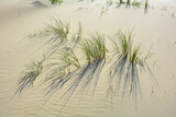 Fototapeta Lawenda - Dune grass blowing in the wind on the sandy beach