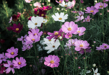 Wall Mural - Pink cosmos flower and mix color cosmos flower in garden,