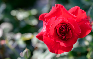 Wall Mural - Top view of red rose in garden, flower background and love