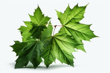 Poster - green maple leaves