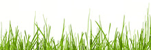 Grass Blades Texture Overlay, Leaves Of Grass Isolated On Transparent Background