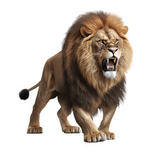 Lion Angry, Roaring, Panthera Leo,  Isolated On Transparent Background PNG