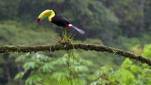 Vibrant And Colorful Keel-billed Toucan, Ramphastos Sulfuratus, Jumping Over A Bromeliad Plant On A Branch In Slow Motion In Costa Rica