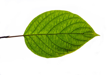 Wall Mural - birch leaf isolated on white background