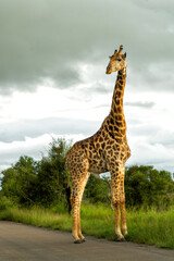 Poster - South African Giraffe (Giraffa giraffa giraffa) or Cape giraffe walking in the green season in Kruger National Park in South Africa