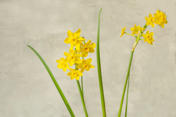 Wall Mural - spring flowers  yellow daffodils  a light background.
