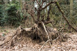 roots of a by a storm fallen tree in a nature area in the Achterhoek